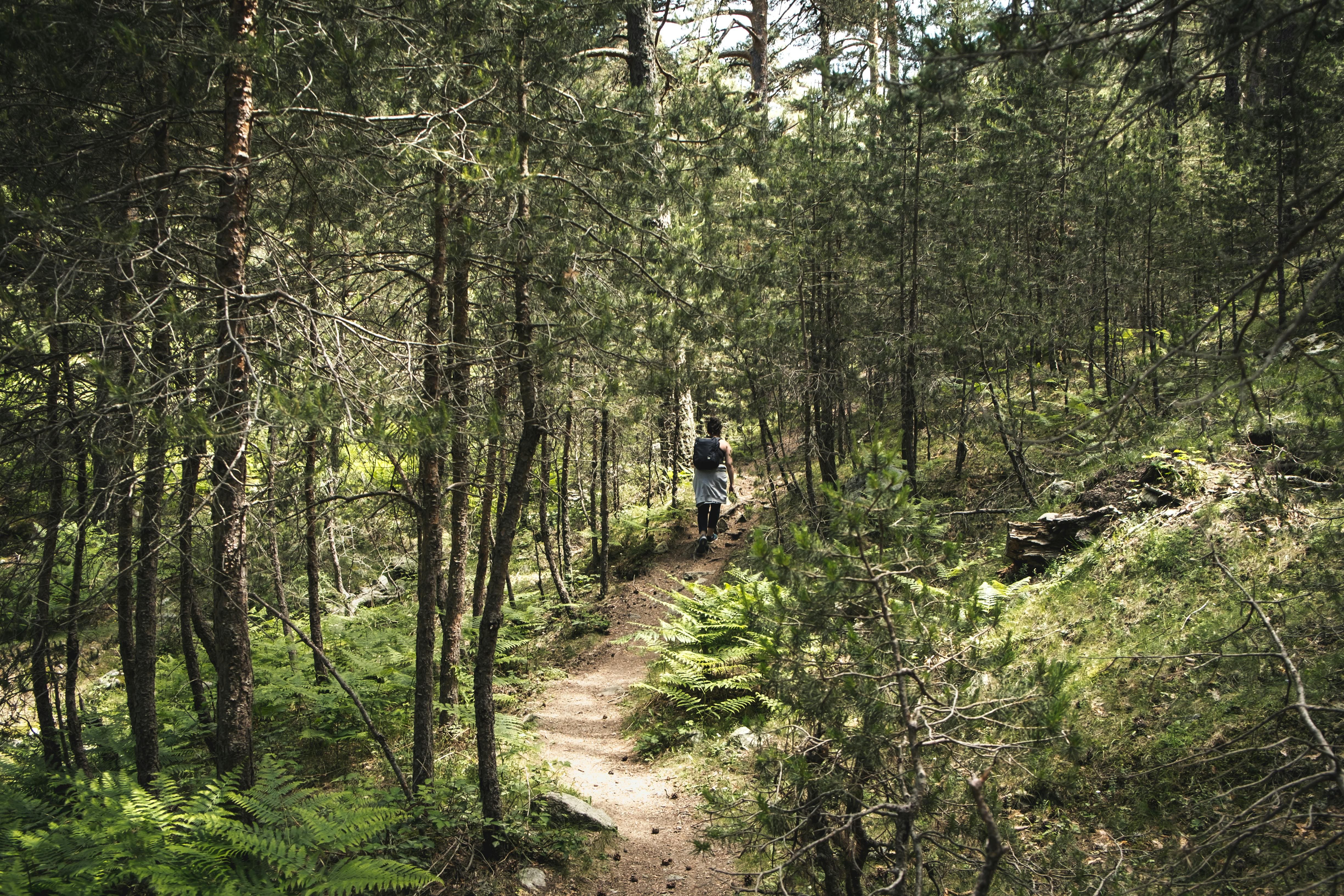 rutas senderismo madrid en bosque de pinos cerca de cercedilla